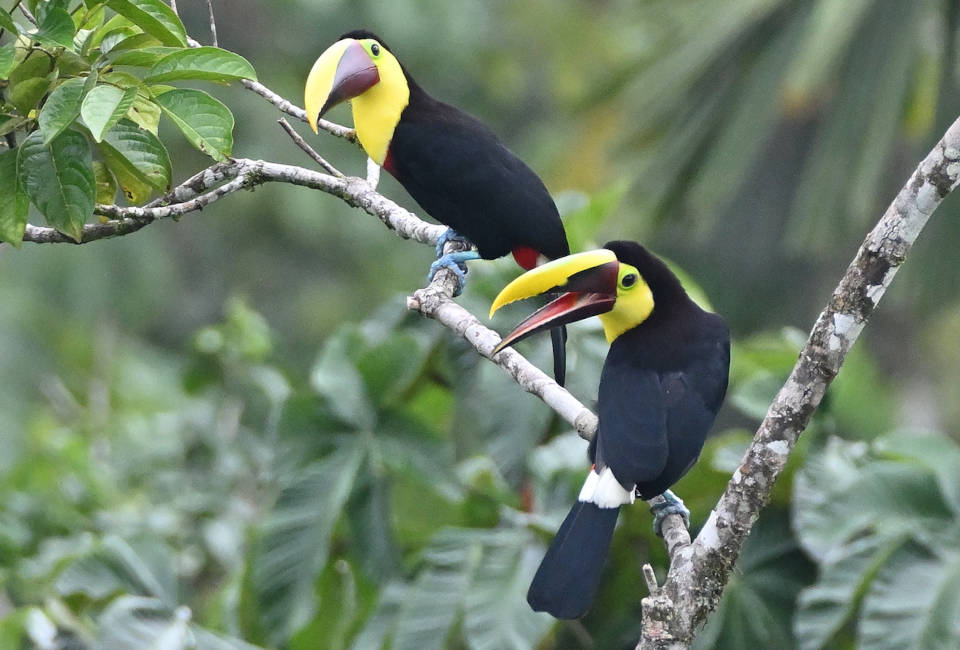 Zwei Tukane sitzen auf einem Zweig