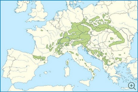 Verbreitungskarte der Weiß-Tanne (Abies alba). Grafik:  Europe laea location map.svg: Alexrk2 derivative work: NNW (talk), Abies alba distribution map, CC BY-SA 3.0 