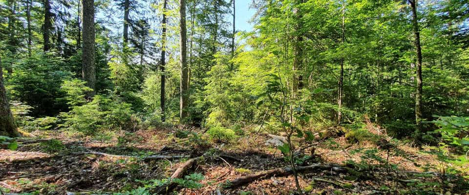 Ein Wald, im Vordergrund liegen einige Baumstämme