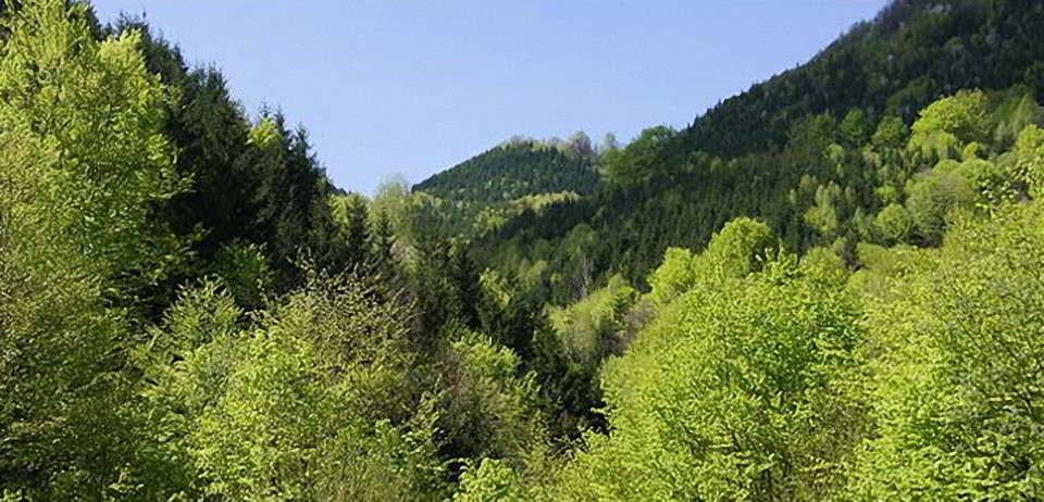 Es mag für den Laien überraschend klingen, aber Wälder können wandern und damit ihr angestammtes Verbreitungsgebiet verlassen
