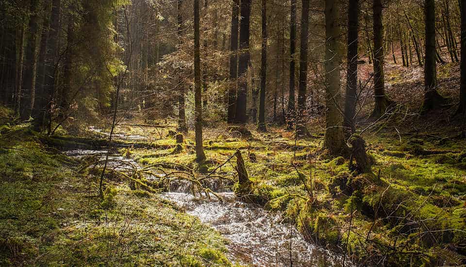Kein Boden kann so viel Süßwasser speichern wie der Waldboden – er ist der größte Süßwasserspeicher Deutschlands Ein Waldbach inmitten von Nadelbäumen