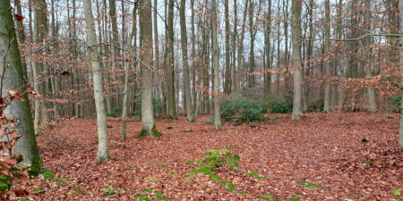 Das Foto zeigt einen typischen mitteleuropäischen Buchenmischwaldwald