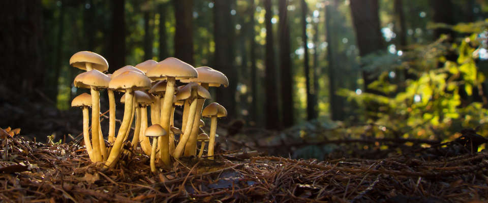 Waldböden sind Wasserspeicher und -filter, Kohlenstoffspeicher und Lebensraum. Sie machen ein Drittel der Landesfläche Deutschlands aus. Waldboden Pilze und Reisig