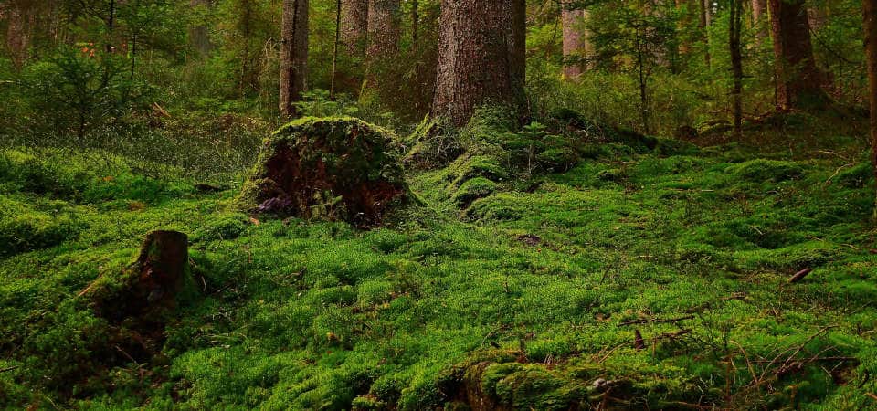 In den trockenen Jahren haben Deutschlands Wälder ihre Funktion als Kohlenstoff-Senke weitestgehend verloren. Nun zeigt sich: Der Waldboden hat in dieser Zeit so gut wie alle negativen Effekte ausgeglichen und so die Senkenfunktion der Bäume übernommen. Mit Moos bewachsener Waldboden