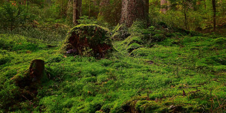 Mit Moos bewachsener Waldboden