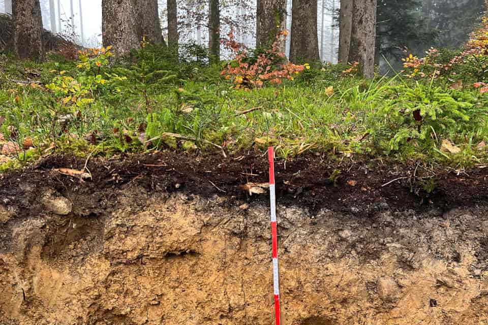 Profil eines Waldbodens mit Streuauflage und Humusschicht. Waldbodenprofil in der Mitte des Fotos ein Metermaß