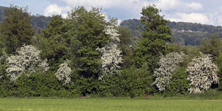 Entlang von Wiesen und Feldern ein Waldrand mit Weißdorn