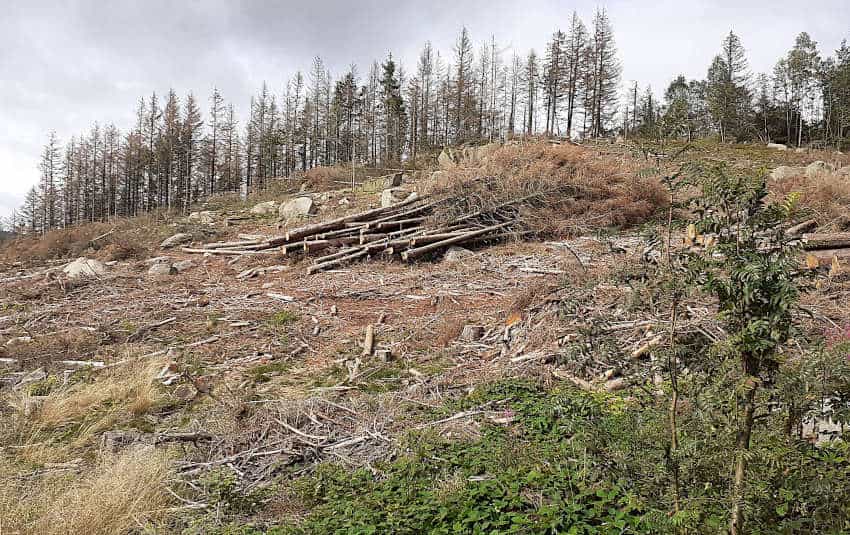 Waldschäden im Harz