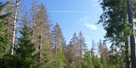 Waldschäden durch Borkenkäferbefall