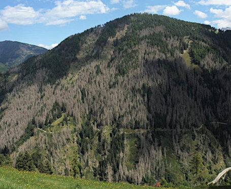 Waldschäden durch Holz- und Rindenbohrkäfer haben in ganz Europa erheblich zugenommen. Solche Befälle führen oft zu großflächigem Baumsterben. Luftaufnahme eines Waldes mit großen Flächen abgestorbener, brauner Nadelbäume zwischen grünen Bäumen.