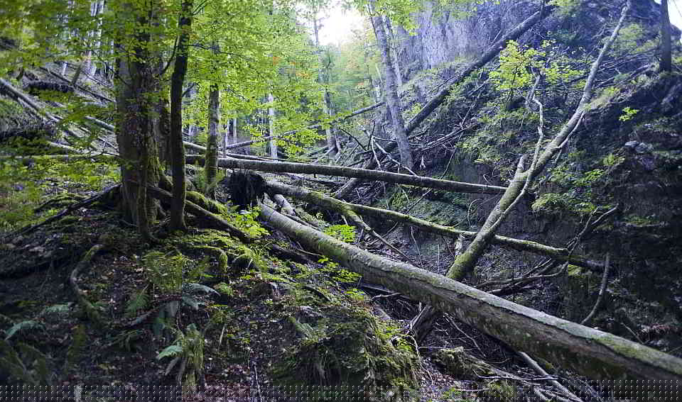 Windwurf-Totholz in einer Schlucht. Foto: ÖBf-Archiv/Wolfgang Simlinger
