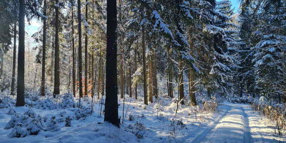 Tharandter Wald im Winter. Foto: TU Dresden