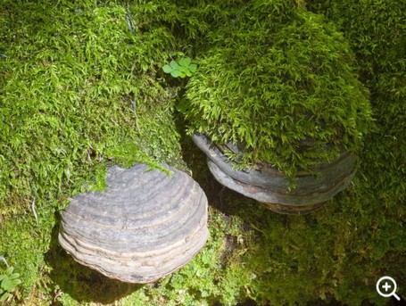 Zunderschwamm (Fomes fomentarius). ÖBf-Archiv/Franz Pritz