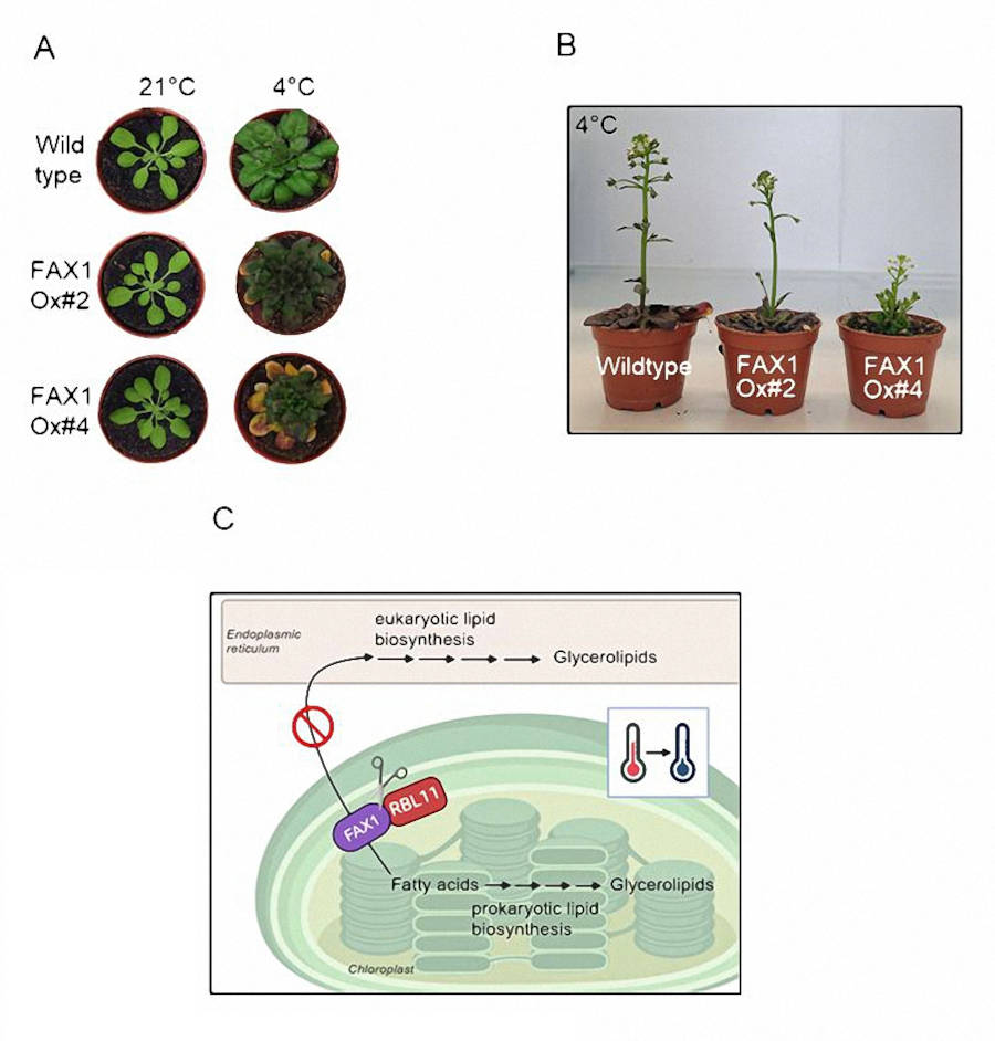 Wie passen sich Pflanzen an Frost an - Wissen