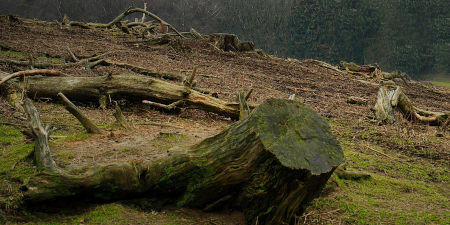 Symbolfoto einer Entwaldungsfläche