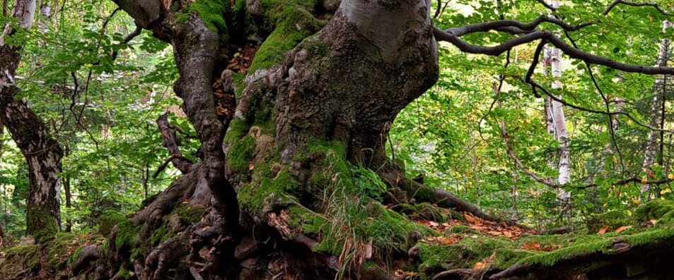 Stamm einer steinalten Buche