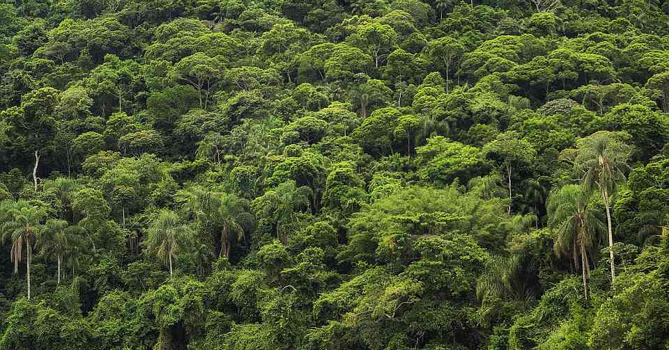 Amazonasregenwald Die Regenwälder der Erde binden große Mengen an Kohlenstoff in ihrer Biomasse und sind damit eine entscheidende Kohlenstoffsenke.