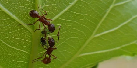 Ameisen und Blattläuse auf einem Pappelblatt: Wenn Blattläuse Pflanzen befallen, sind oft auch Ameisen anwesend. Die Ameisen fressen die kleinen Insekten nicht, sind aber an deren Honigtau interessiert. Ameisen und Blattläuse auf einem Pappelblatt