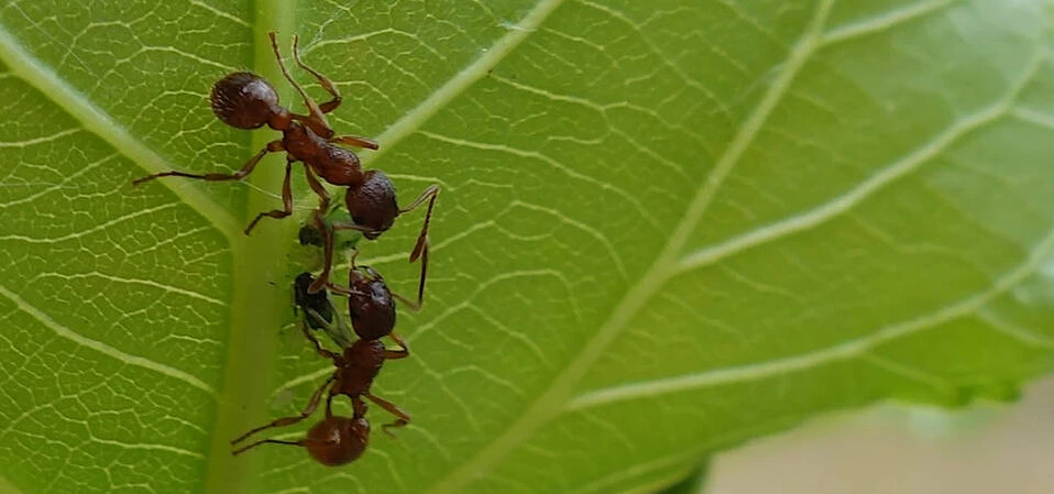 Ameisen und Blattläuse auf einem Pappelblatt