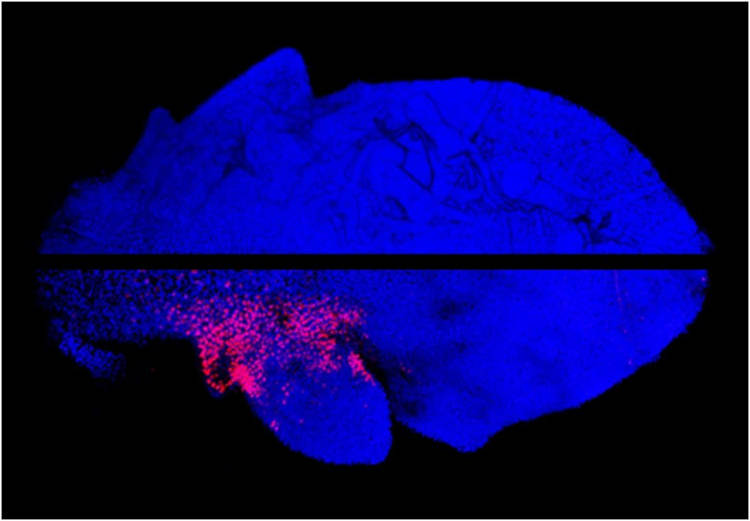 Sich entwickelndes Arabidopsis-Blatt. Laboraufnahme eines Arabidopsis-Blatts.