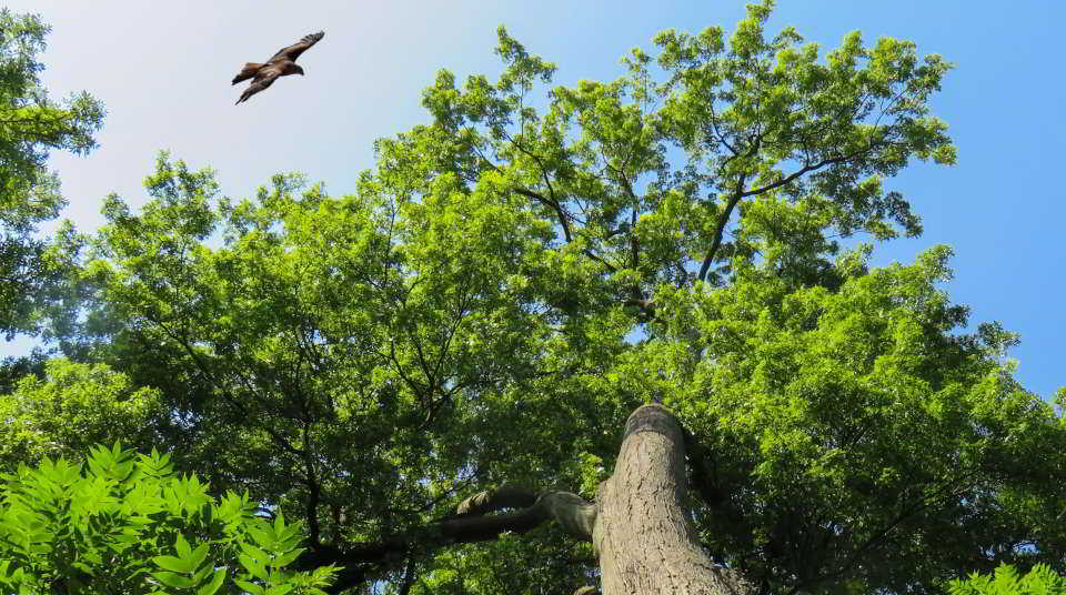 Baumkrone Vogel kreist über einer Baumkrone