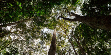 Nicht nur die Größe oder Artenvielfalt des Waldes ist entscheidend für seine Widerstandsfähigkeit, sondern vor allem die hydraulische Vielfalt der Bäume Blick noch oben in die Baumkronen unterschiedlicher Baumarten.