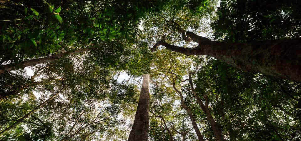 Nicht nur die Größe oder Artenvielfalt des Waldes ist entscheidend für seine Widerstandsfähigkeit, sondern vor allem die hydraulische Vielfalt der Bäume. Blick in die Baumkronen