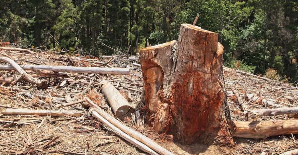 Baumstumpf nach Abholzung