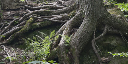 Wurzeln wachsen auch im Winter weiter Baumwurzeln