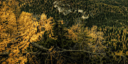 Eine neue Studie zeigt globale Verschiebungen in der Altersstruktur der Wälder und deren Folgen für die weltweite Kohlenstoffspeicherung Gebirgswald, im Vordergrund links ist ein trockener Ast einer Föhre zu sehen.