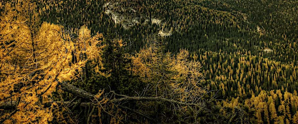 Eine neue Studie zeigt globale Verschiebungen in der Altersstruktur der Wälder und deren Folgen für die weltweite Kohlenstoffspeicherung. Gebirgswald, im Vordergrund links ist ein trockener Ast einer Föhre zu sehen