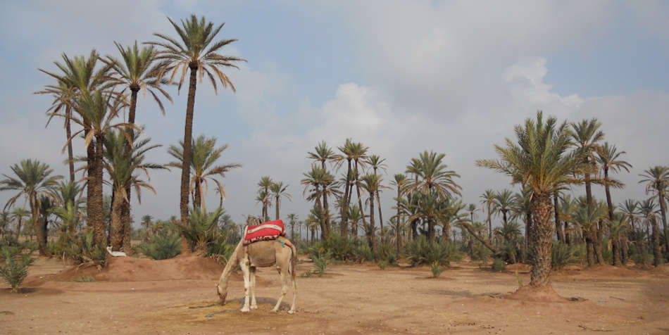Über viele Generationen hinweg haben traditionelle lokale Bewirtschaftungspraktiken den Schutz der biologischen Vielfalt gewährleistet Dattelpalmenoase in Marokko