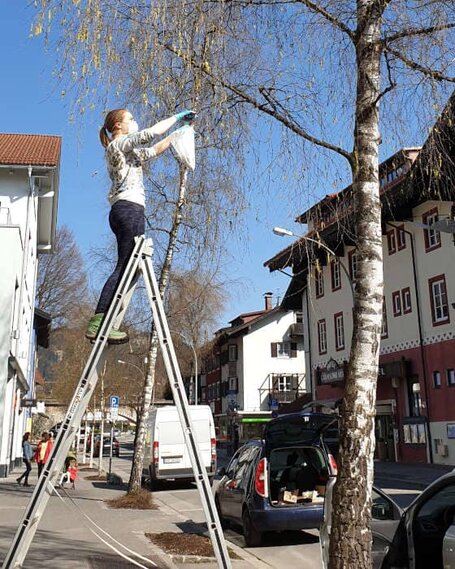 Wie viele Pollen sich noch in den Blüten befinden, werden die Forschenden - vergleichbar zu einem anderen Projekt zu Birken - laufend an ausgewählten Bäumen im Stadtgebiet von Ingolstadt bestimmen. 