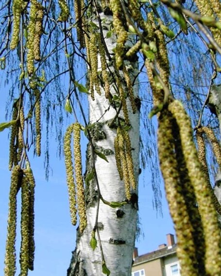 Mit der Birke und ihren Pollen wird im Projekt eine höchst allergene Art im Mittelpunkt stehen.