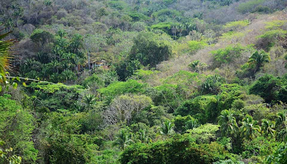 Verschiedene Vegetationstypen wie Tropischen Laubwald, Eichen- und subtropische Pinienwälder 