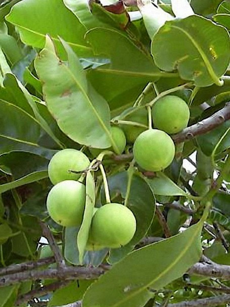 Blätter und Früchte von Calophyllum inophyllum Aus den Früchten wird Tamanuöl gewonnen