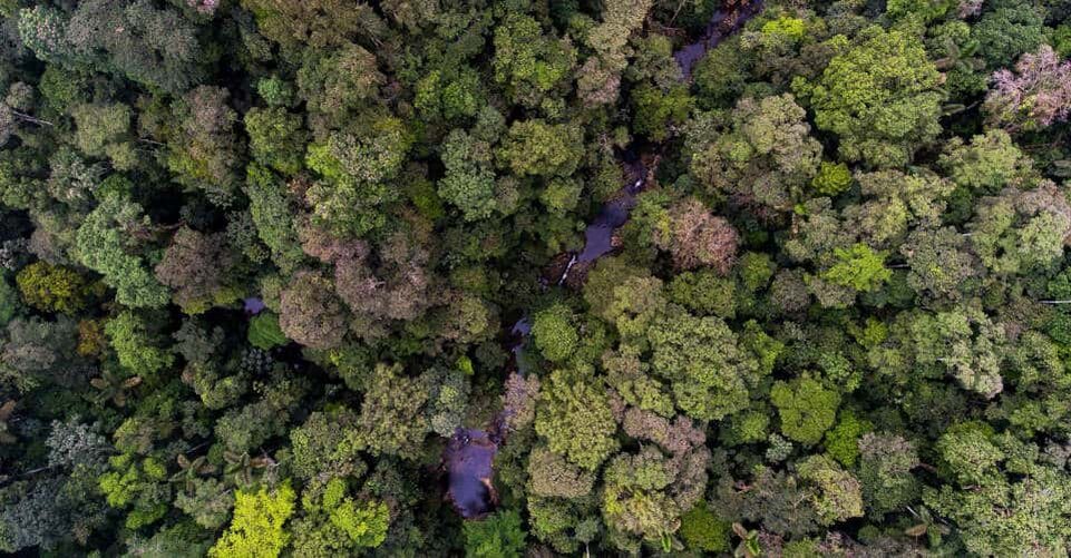 Und die Regenwälder als komplexes Ökosystem und artenreiche Gemeinschaft zeigen eine erstaunliche Resilienz und die Fähigkeit, wieder in den ursprünglichen Zustand zurückzukehren. Foto: Nico Blüthgen Tropischer Regenwald Luftbild