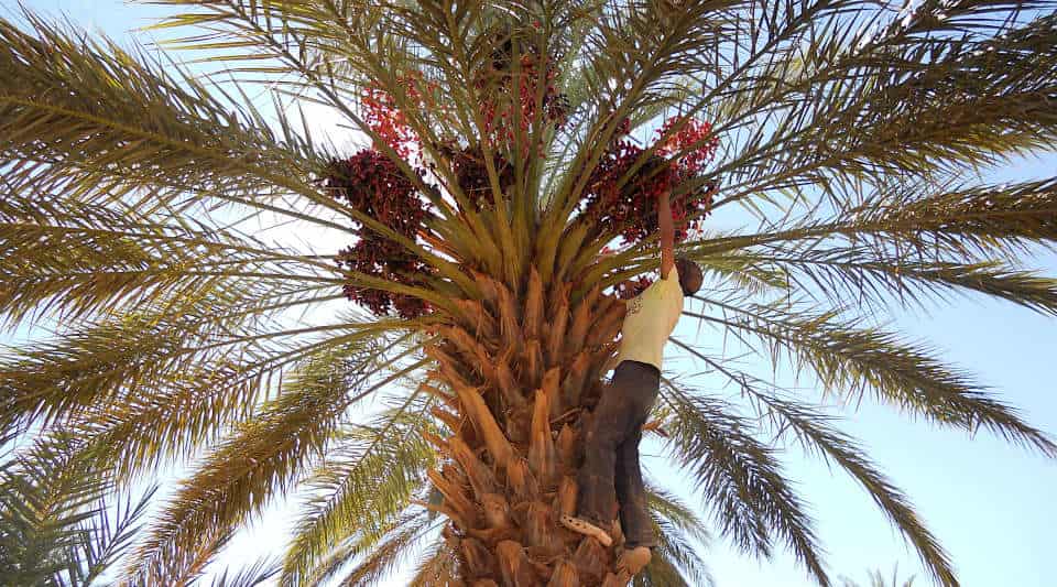 Eine besondere Rolle spielt die Vielfalt der landwirtschaftlich genutzten Arten – Dattelpalmoasen wie hier Zagora in Marokko weisen eine hohe genetische Diversität auf und bieten Lebensräume für eine Vielzahl von Tieren Ein Mann erntet Dattel in der Krone einer Dattelpalme