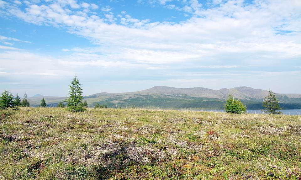 Einzelbäume in der Tundra beim See Nutenvut in Keperveem (Russland, Autonomer Kreis der Tschuktschen). Foto: Stefan Kruse