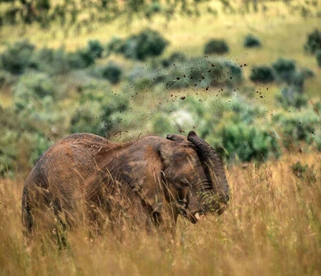 Ein Elefant steht inmitten von hohem Savannengras