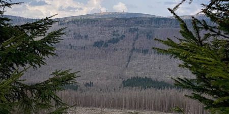 Fichtenmonokultur Fichten-Monokulturen auf dem Brocken im Harz im Mai 2022