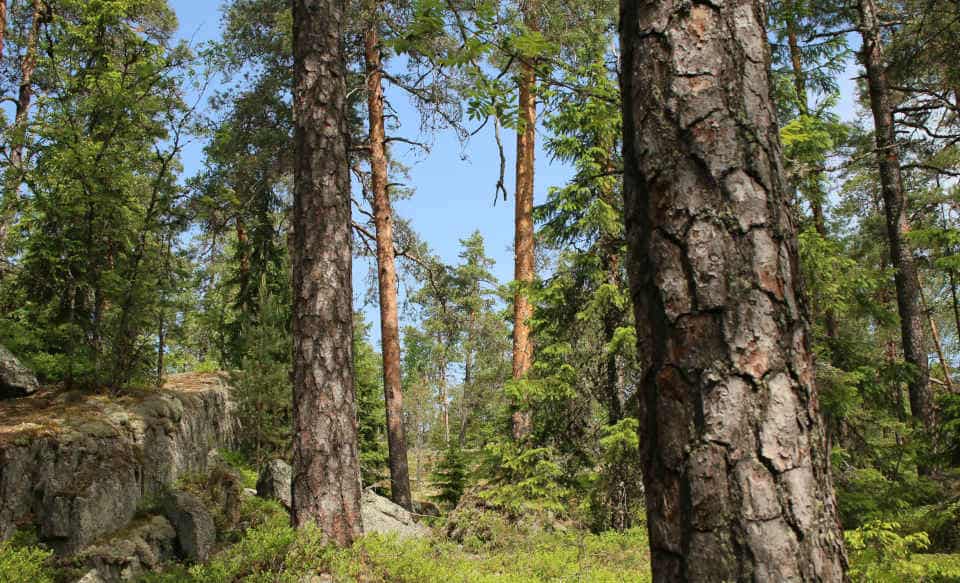 Waldszene in Finnland