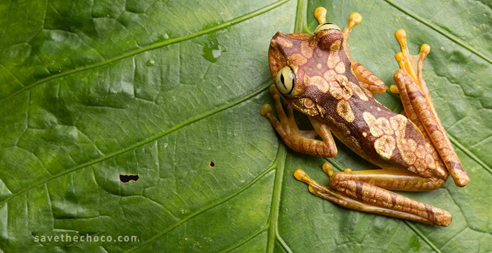 Die vielen schnell zurückkehrenden Tierarten sind nicht nur Profiteure der Wald-Regeneration, sondern sind auch deren wichtigste Akteure. Frosch auf einem grünen Blatt
