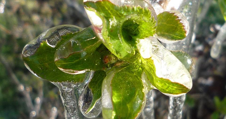 Frost Wärmere Winter erhöhen das Risiko für Frostschäden im deutschen Apfelanbau
