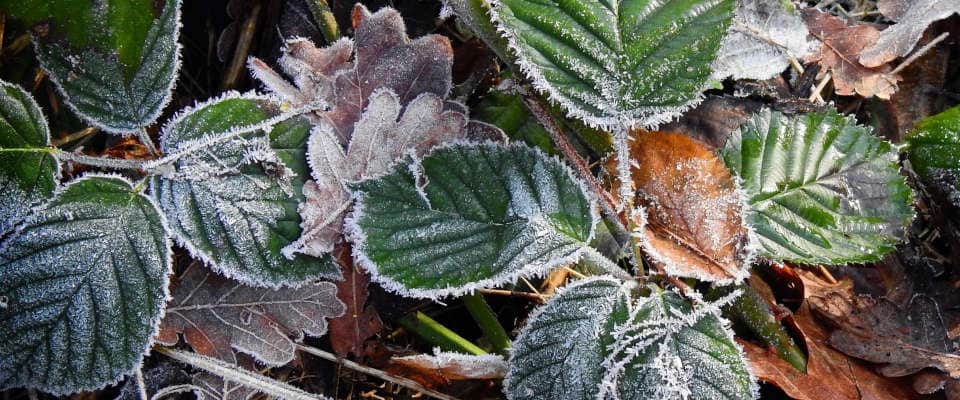 Wie passen sich Pflanzen an Frost an - Wissen