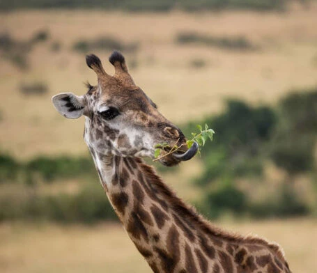 Griraffen frisst einen Zweig