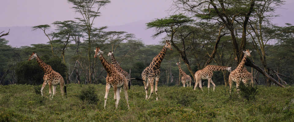 Giraffenherde durchstreifen die afrikanische Savanne