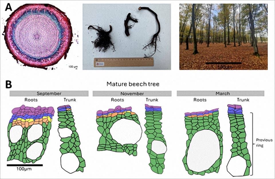 A Wurzelprobe unter dem Mikroskop (linkes Bild) Wurzelprobe aus dem Wald (mittleres Bild), und in Belgien untersuchter Buchenwald (rechtes Bild). B Schematische Darstellung des Holzwachstums in Wurzeln und Stamm von Buchen im September, November und März; gelbe und orange Farbe zeigen wachsende Zellen an; übernommen aus der Publikation (Marchand et al. 2025) Abbildung aus der Publikation