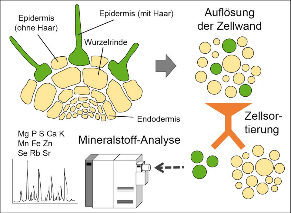 Grafische Darstellung der Konzentration von Mineralstoffen