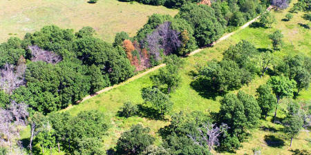 Grasland in Cedar Creek Grasland in Cedar Creek, Minnesota (USA) – eines der ältesten ehemaligen Felder oben links sowie Reste einer Grassteppe unten rechts. Foto: Forest Isbel